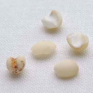 Pearl-barley-はと麦-hakubaku-grains-5-300x300
