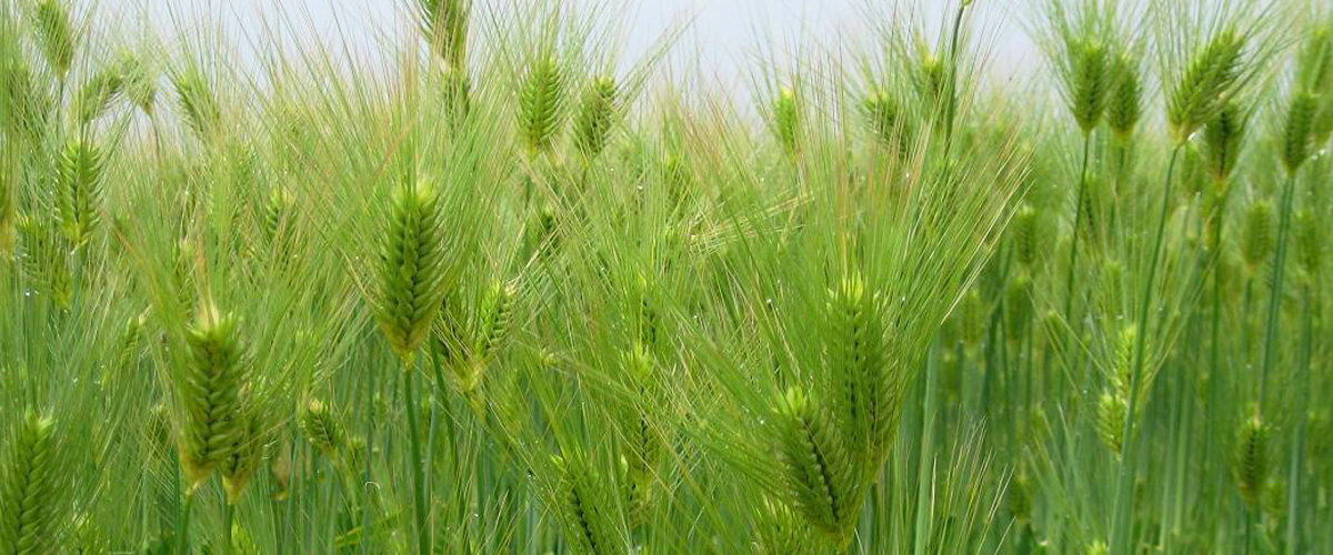 barley-field_1200x500
