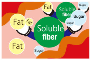 solublefiber_diagram