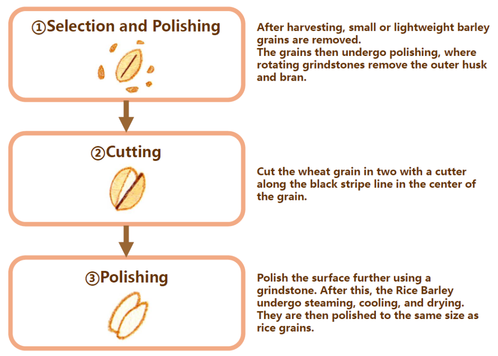 Rice Barley Processing Steps