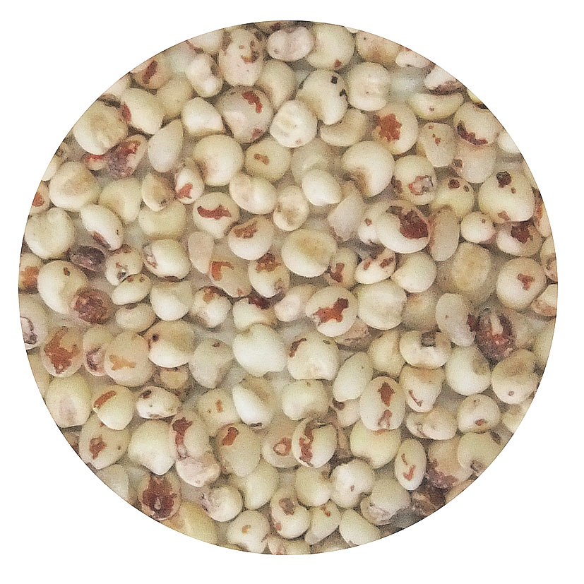 Sorghum
