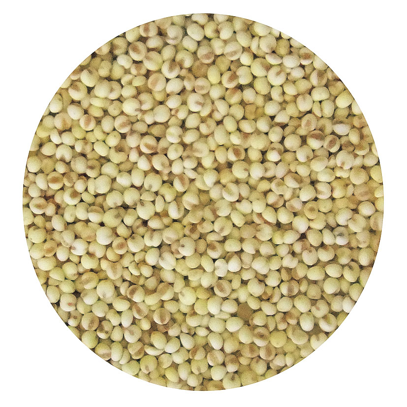 Foxtail millet