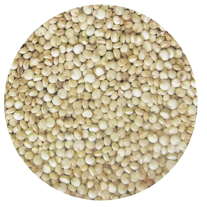 Quinoa