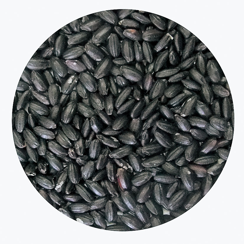 Black Rice